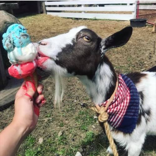 A goat wearing a bandana eagerly licks a colorful ice cream cone held by a person.