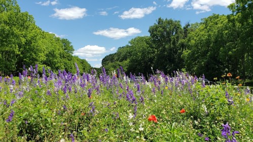 A vibrant field of purple and red flowers under a blue sky with fluffy clouds, surrounded by lush green trees.