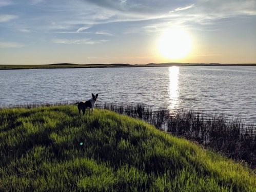 A dog stands on a grassy hill by a calm lake, watching the sunset over the water.