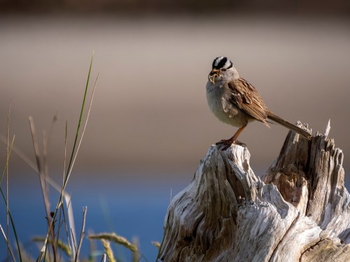 A small bird with a striped head perched on a weathered log near water, surrounded by grass and soft background.