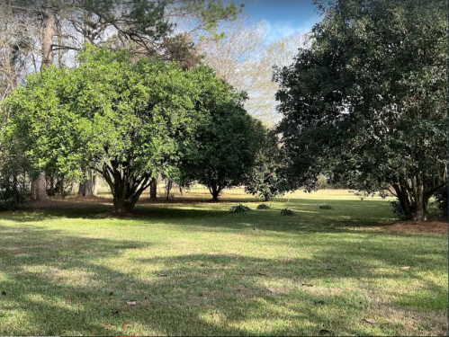 A serene landscape featuring lush green trees in a grassy area under a clear sky.