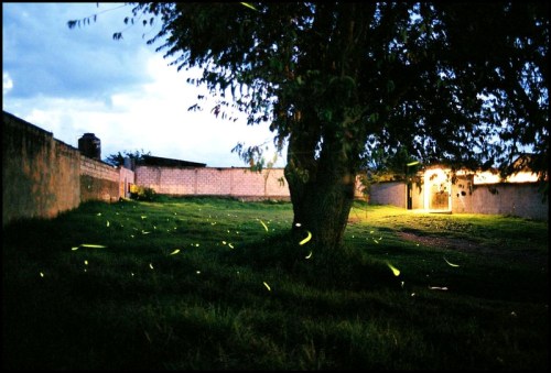 A serene evening scene with a tree and glowing fireflies in a grassy area near a dimly lit building.