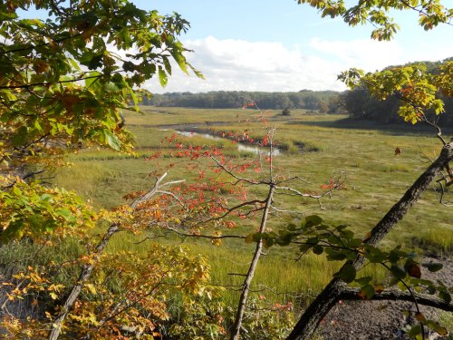 A serene landscape featuring a grassy marsh, framed by trees with autumn leaves under a clear blue sky.