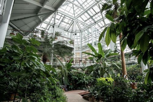 Lush indoor greenhouse with a variety of tropical plants and a glass ceiling, creating a bright, serene atmosphere.