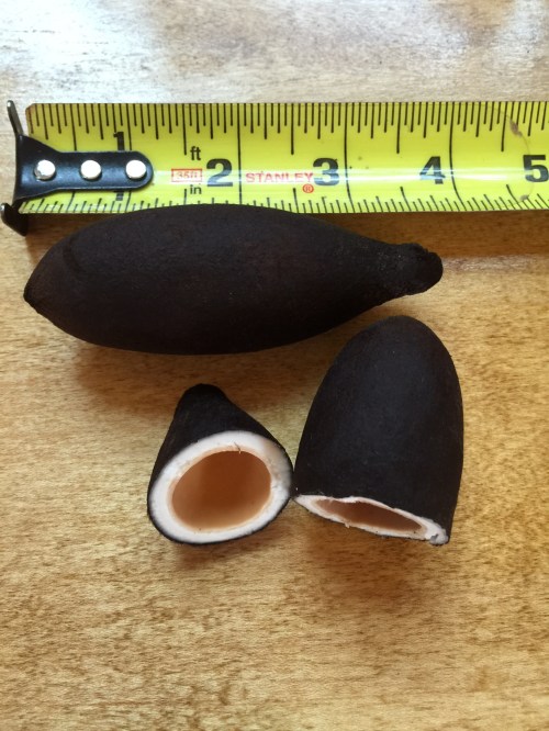Two black seed pods, one whole and one split open, next to a measuring tape showing a length of about 4 inches.