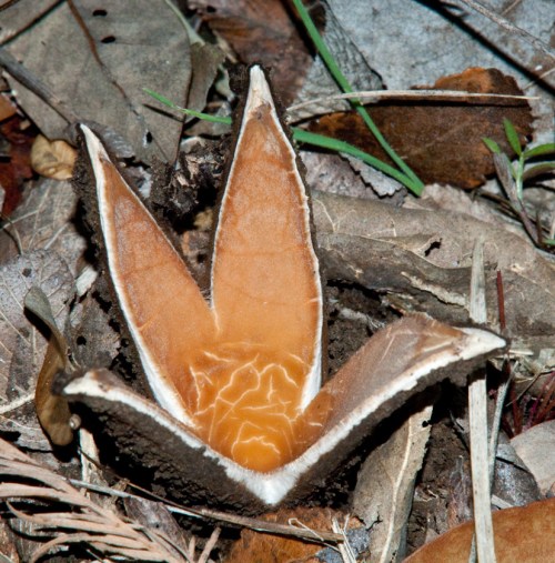 A unique mushroom with a brown, star-shaped cap emerging from a bed of dried leaves and forest floor debris.