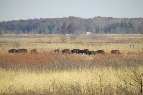 A herd of bison grazing in a grassy field with trees in the background on a clear day.