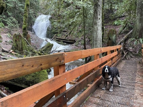 A dog stands on a wooden bridge beside a waterfall in a lush, green forest.