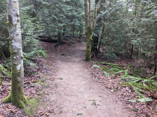A dirt path winding through a lush, green forest with trees and ferns on either side.