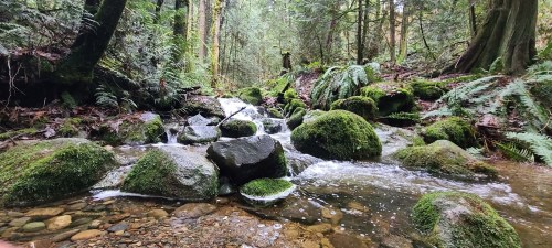 A serene forest scene featuring a small stream flowing over moss-covered rocks, surrounded by lush greenery.