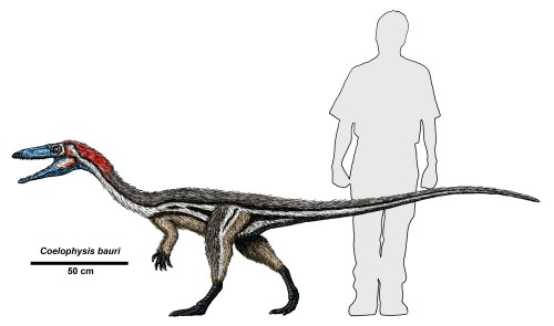 Illustration of Coelophysis bauri, a small dinosaur, next to a human silhouette for size comparison.