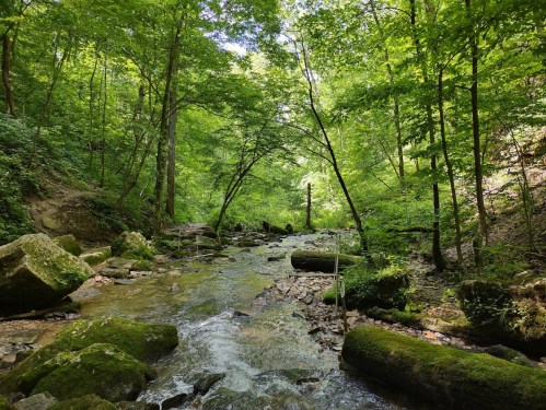 A serene forest scene featuring a flowing stream surrounded by lush green trees and moss-covered rocks.