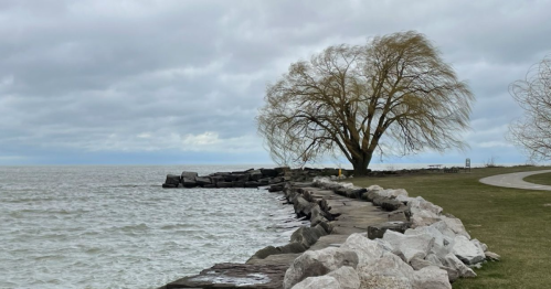 A rocky shoreline with a large tree beside a calm lake under a cloudy sky.