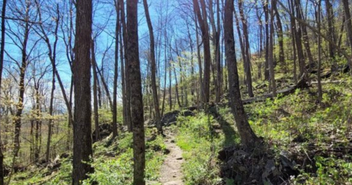 A sunlit forest path winding through tall trees and green underbrush on a clear day.