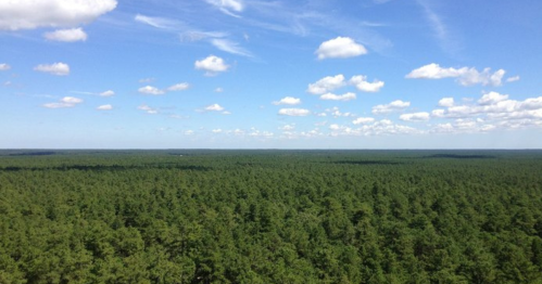 A panoramic view of a dense green forest under a bright blue sky with scattered clouds.