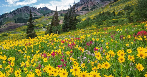 A vibrant field of wildflowers in various colors, surrounded by lush greenery and mountains under a blue sky.