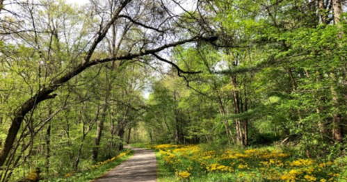 A serene path through a lush green forest, lined with vibrant yellow flowers under a bright sky.