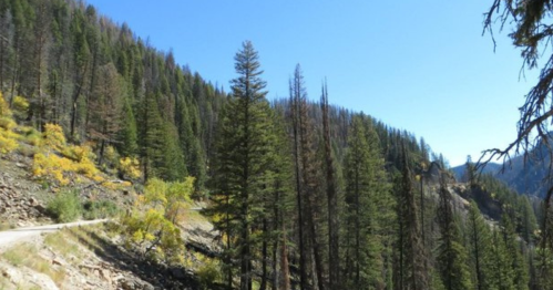 A scenic view of a forested mountain landscape with tall trees and a clear blue sky.