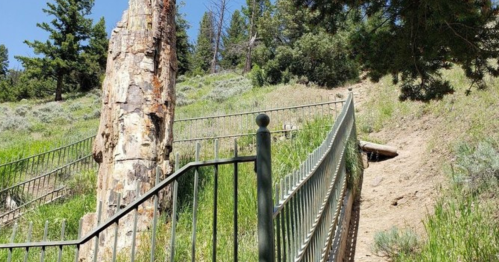 A metal fence curves along a grassy hillside with a large, weathered tree trunk nearby under a clear blue sky.