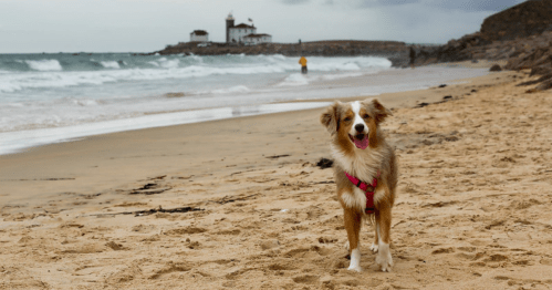 A happy dog with a pink harness stands on a sandy beach, with waves and a lighthouse in the background.