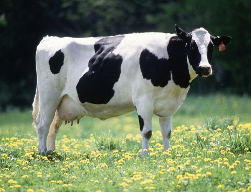 A black and white Holstein cow standing in a field of yellow dandelions with a green background.