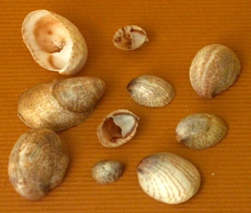 A collection of various seashells arranged on an orange background.