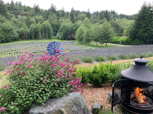 A scenic view of a lavender field with colorful flowers in the foreground and a fire pit, surrounded by trees.