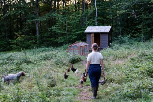 A person walks down a path in a forested area, leading chickens towards a small wooden coop.