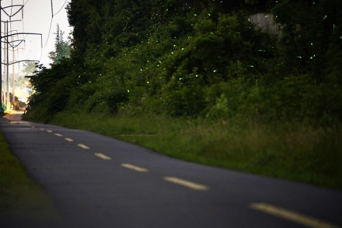 A dark pathway lined with greenery, illuminated by glowing fireflies in the evening light.