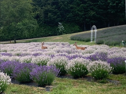 Two deer stand among blooming lavender fields, with lush greenery and a white archway in the background.