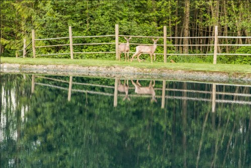 Two deer stand by a tranquil pond, surrounded by lush greenery and a wooden fence, reflecting in the water.