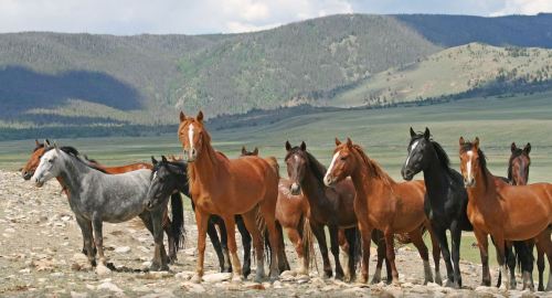 A group of horses, varying in colors, stands together in a scenic landscape with mountains in the background.
