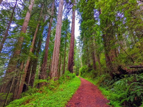 A winding path through a lush forest of tall redwood trees, surrounded by vibrant greenery.
