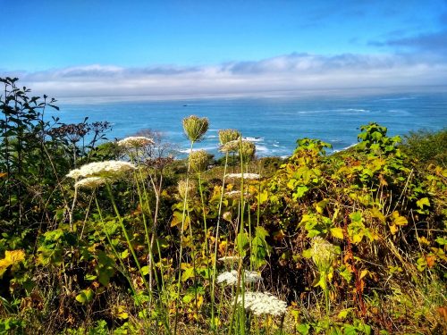 A coastal view with wildflowers in the foreground, overlooking a blue ocean and a cloudy sky.