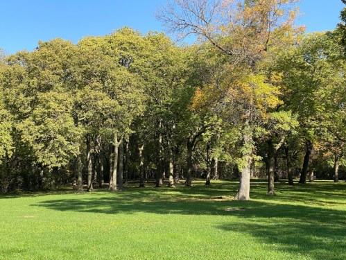 A sunny park scene featuring lush green grass and a variety of trees with some autumn foliage.