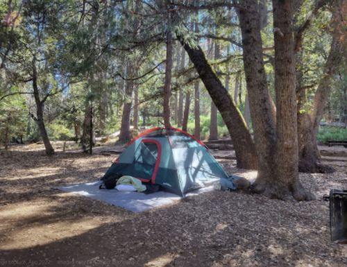 A green camping tent set up on a forest floor surrounded by trees and scattered leaves.