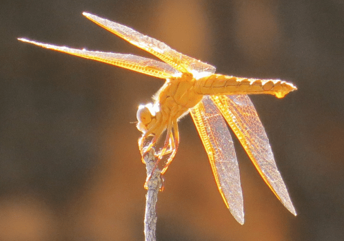 A close-up of a golden dragonfly perched on a twig, illuminated by sunlight, showcasing its delicate wings.