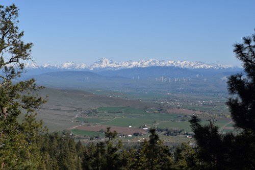 A panoramic view of snow-capped mountains over green fields and wind turbines under a clear blue sky.