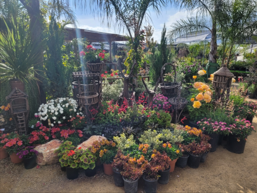 A vibrant garden display featuring various potted flowers, plants, and decorative elements under a clear blue sky.