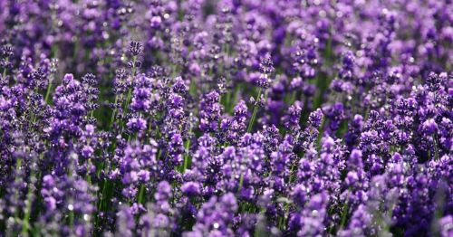 A vibrant field of blooming lavender flowers in various shades of purple, with green stems and a soft, blurred background.