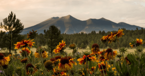A vibrant field of orange and yellow flowers in the foreground, with mountains and a cloudy sky in the background.