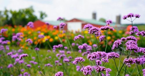 A field of purple flowers in the foreground with a blurred red barn and orange flowers in the background.
