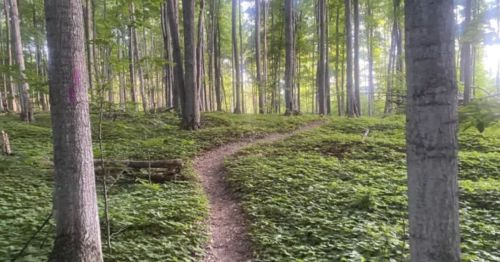 A winding dirt path through a lush green forest with tall trees and dappled sunlight.