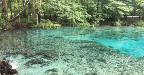 Clear blue water with rocky bottom, surrounded by lush green trees and vegetation. A serene natural landscape.