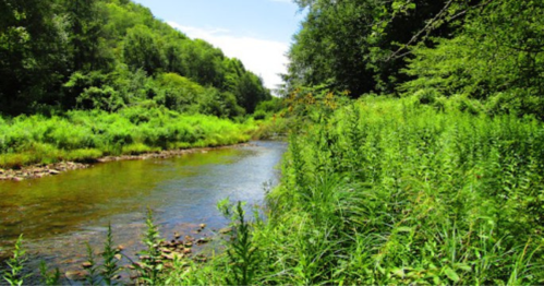 A serene river flows through lush greenery, surrounded by trees under a clear blue sky.