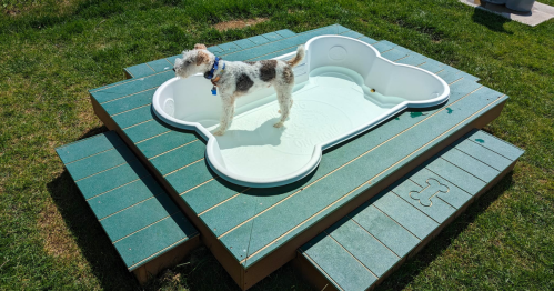 A small dog stands in a bone-shaped kiddie pool on a grassy area, surrounded by wooden decking.