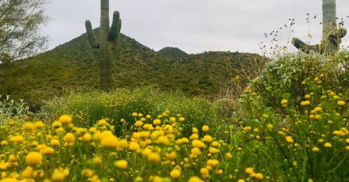 A desert landscape featuring yellow wildflowers in the foreground, with cacti and mountains in the background.