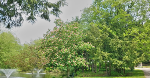 A serene park scene featuring a flowering tree, lush greenery, and a pond with fountains in the background.