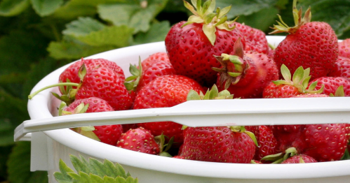 A white bowl filled with fresh, ripe strawberries, surrounded by green leaves.