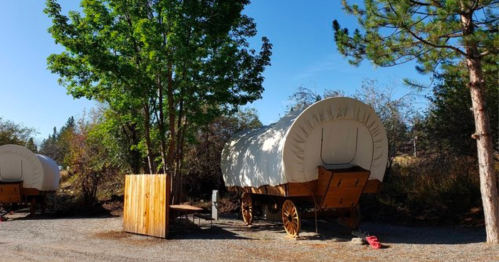 Two covered wagons parked near a wooden fence, surrounded by trees and a clear blue sky.